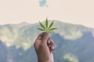 This New Year Let’s Embrace Hemp on satliva.com