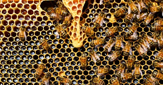 Beeswax: what is it, how do we use it, what are its benefits? on satliva.com