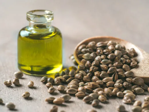 Hemp Seed Oil – A boon during the Monsoon on satliva.com